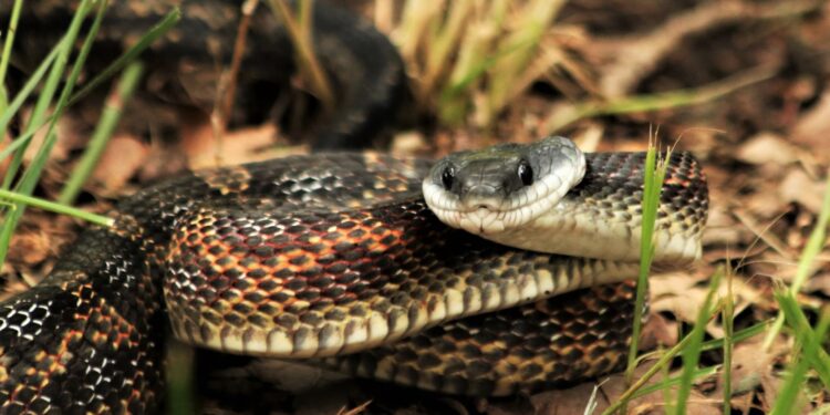 Comment savoir si un serpent est stressé ?