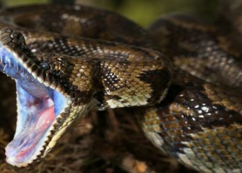 Comment savoir si un serpent veut nous manger ?