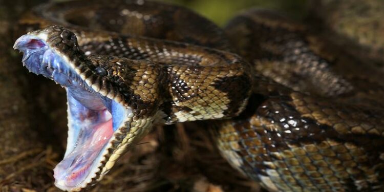 Comment savoir si un serpent veut nous manger ?