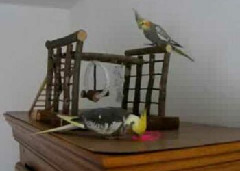 Comment savoir si une calopsitte nous aime ?