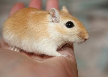 Comment savoir si une gerbille est heureuse ?