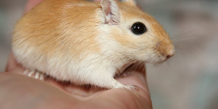 Comment savoir si une gerbille est heureuse ?