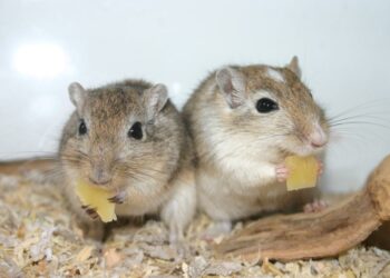 Comment savoir si une gerbille est heureuse ?