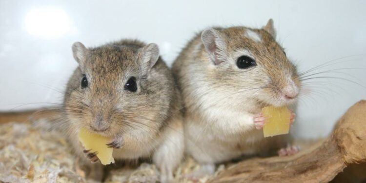 Comment savoir si une gerbille est heureuse ?