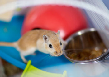 Comment savoir si une gerbille est heureuse ?