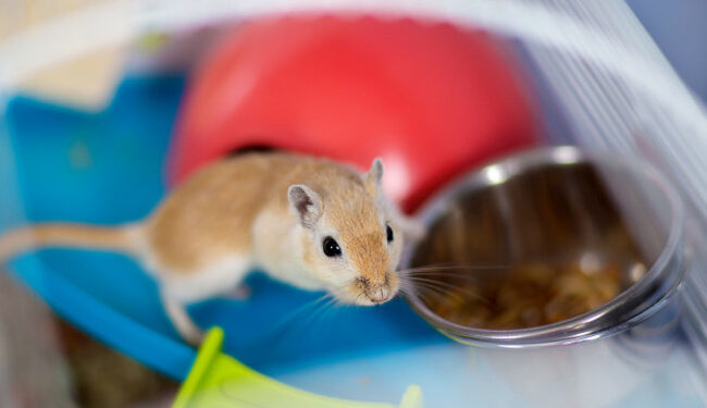 Comment savoir si une gerbille est heureuse ?