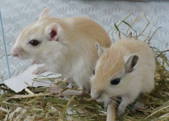 Comment savoir si une gerbille est heureuse ?