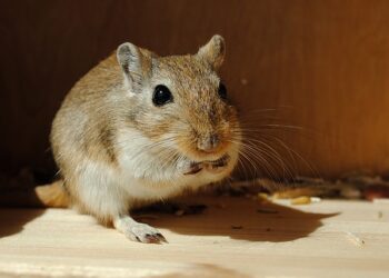 Comment savoir si une gerbille est heureuse ?