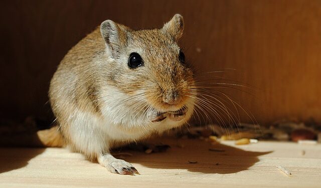 Comment savoir si une gerbille est heureuse ?