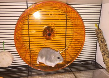 Comment savoir si une gerbille est heureuse ?