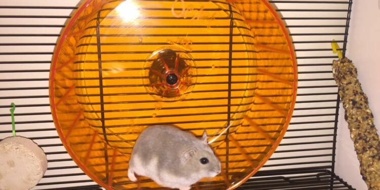 Comment savoir si une gerbille est heureuse ?