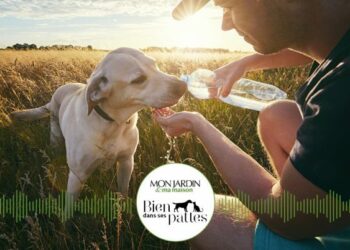 Comment savoir si une gerbille est heureuse ?