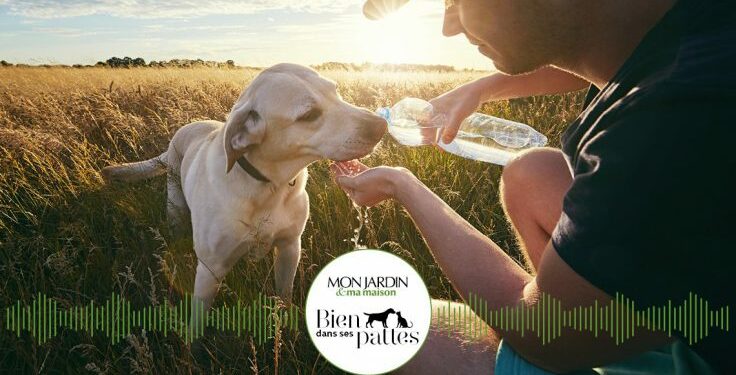 Comment savoir si une gerbille est heureuse ?