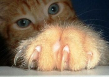 Comment savoir si une griffure de chat est infecte ?