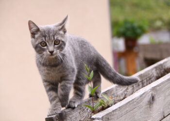 Comment savoir si une mise-bas est fini ?