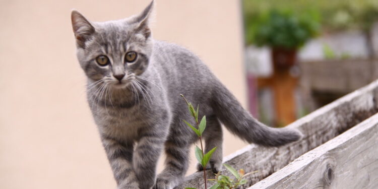 Comment savoir si une mise-bas est fini ?