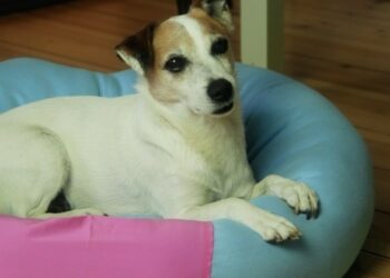 Comment savoir si une mise bas se passe mal ?