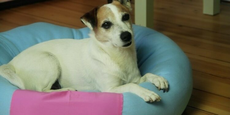 Comment savoir si une mise bas se passe mal ?