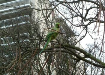 Comment savoir si une perruche à froid ?