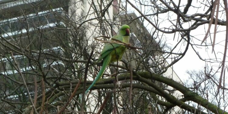 Comment savoir si une perruche à froid ?