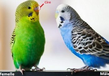 Comment savoir si une perruche est en chaleur ?