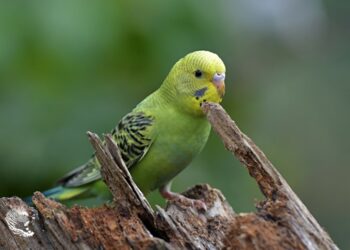 Comment savoir si une perruche est heureuse ?