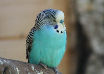 Comment savoir si une perruche est heureuse ?