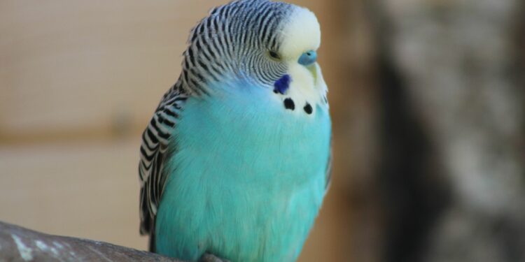 Comment savoir si une perruche est heureuse ?