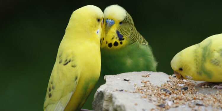 Comment savoir si une perruche est heureuse ?