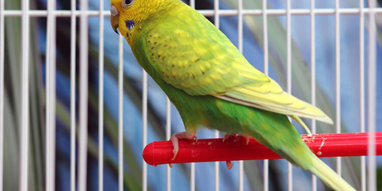 Comment savoir si une perruche est heureuse ?