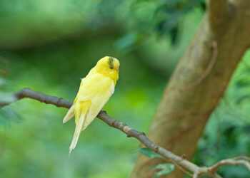 Comment savoir si une perruche s'ennuie ?