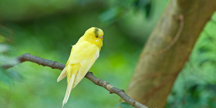 Comment savoir si une perruche s'ennuie ?