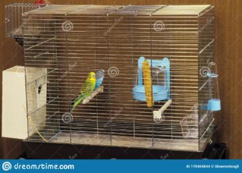 Comment savoir si une physalis est comestible ?