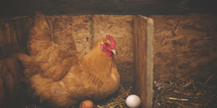 Comment savoir si une poule a soif ?