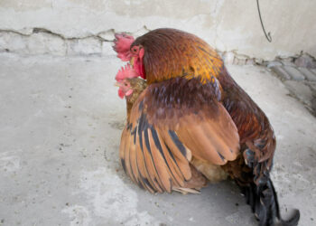 Comment savoir si une poule est fécondé ?