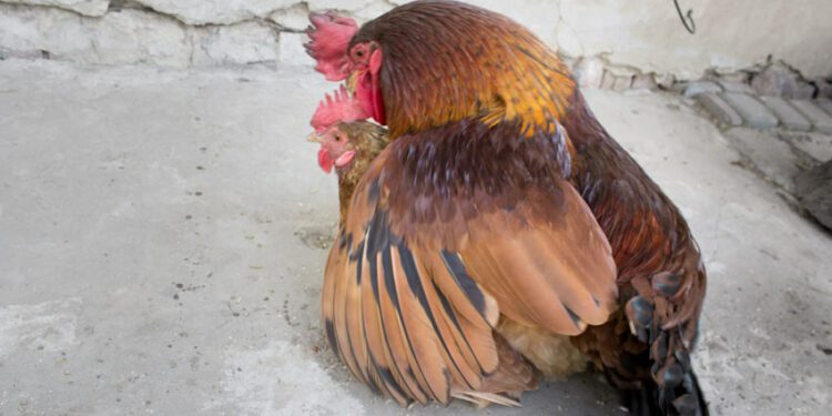 Comment savoir si une poule est fécondé ?