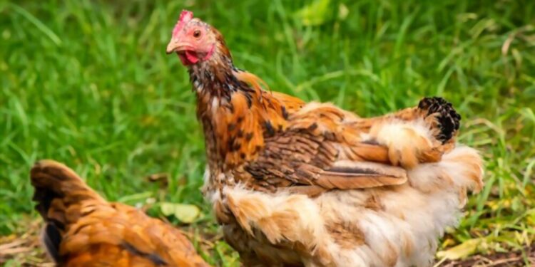 Comment savoir si une poule est malade ?