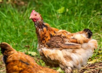 Comment savoir si une poule est malade ?