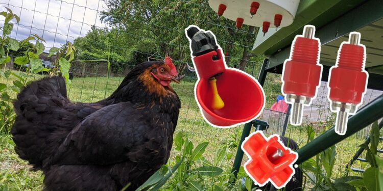 Comment savoir si une poule est triste ?