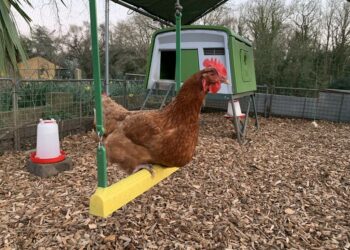 Comment savoir si une poule se sent bien ?