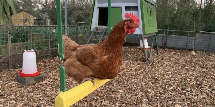 Comment savoir si une poule se sent bien ?