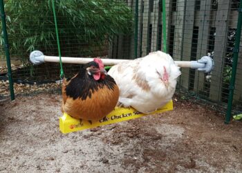 Comment savoir si une poule se sent bien ?