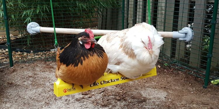 Comment savoir si une poule se sent bien ?