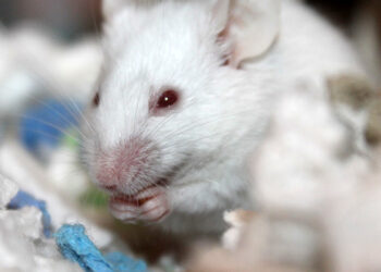 Comment savoir si une souris est heureuse ?