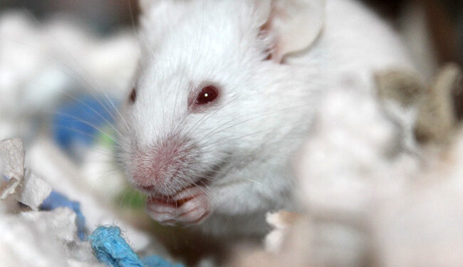 Comment savoir si une souris est heureuse ?