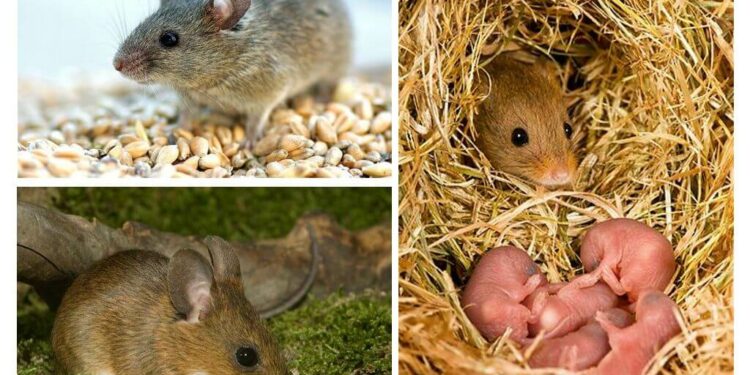 Comment savoir si une souris est heureuse ?