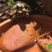 Comment savoir si une tortue Hermann est heureuse ?