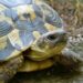 Comment savoir si une tortue à froid ?