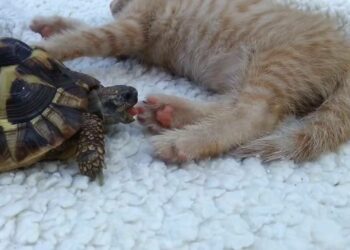 Comment savoir si une tortue de terre est heureuse ?