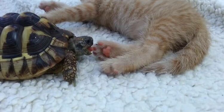 Comment savoir si une tortue de terre est heureuse ?